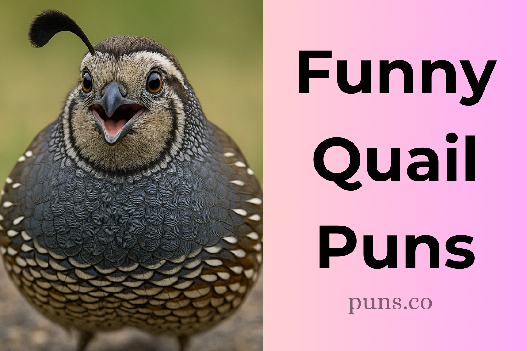 Quail Puns